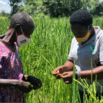 Agricultural Extension and Communication Technology