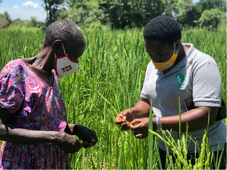 Agricultural Extension and Communication Technology