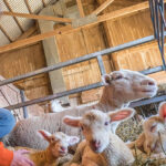 Animal Science and Technology