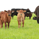 Animal Breeding and Genetics