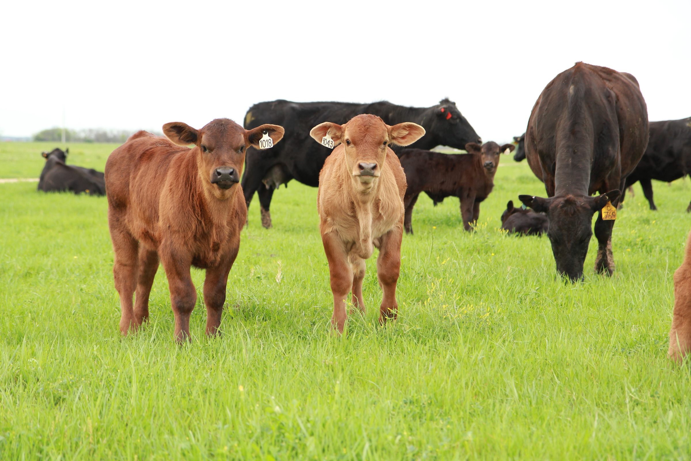 Animal Breeding and Genetics