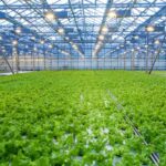 Crop Production And Horticulture