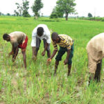 Agricultural Extension Services