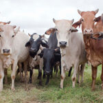 Animal Production and Health