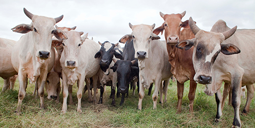 Animal Production and Health