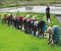 Agricultural Extension and Rural Sociology