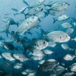 Animal Science and Fisheries Management