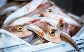 Animal Science And Fisheries