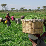 Agricultural Extension and Rural Development